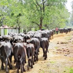 In search of food and water in Karuwalagaswewa  Pix by Karuwalagaswewa Jayaratna