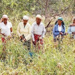 Preparation to harvest Kurakkan
