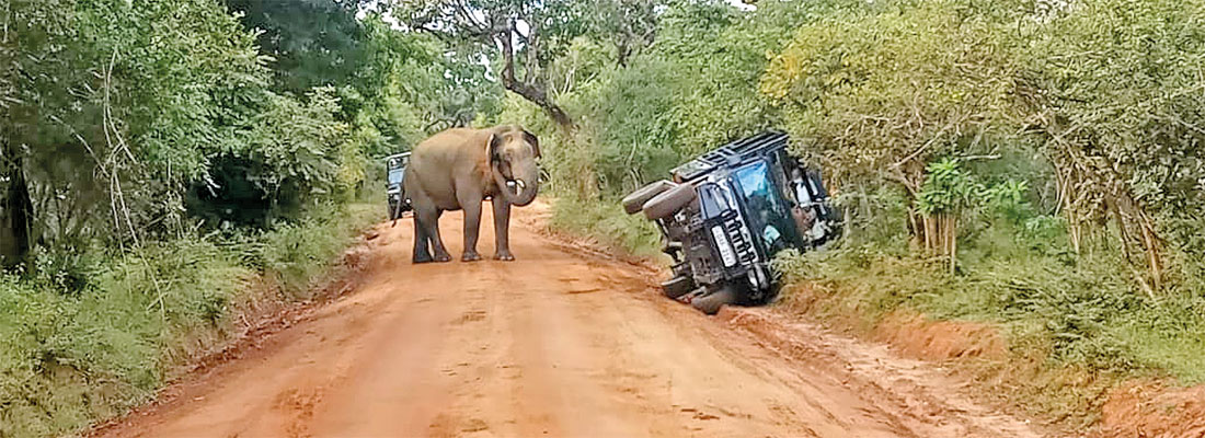 Illegal feeding blamed for three elephant attacks in Yala