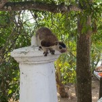 An inhabitant of the river's ecosystem