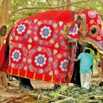 Bedazzled behemoth: A tusker is prepared for the pageant