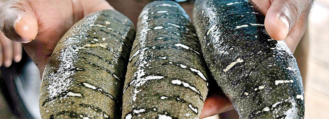 Sea cucumber farming spells death to traditional coastal fishing in north