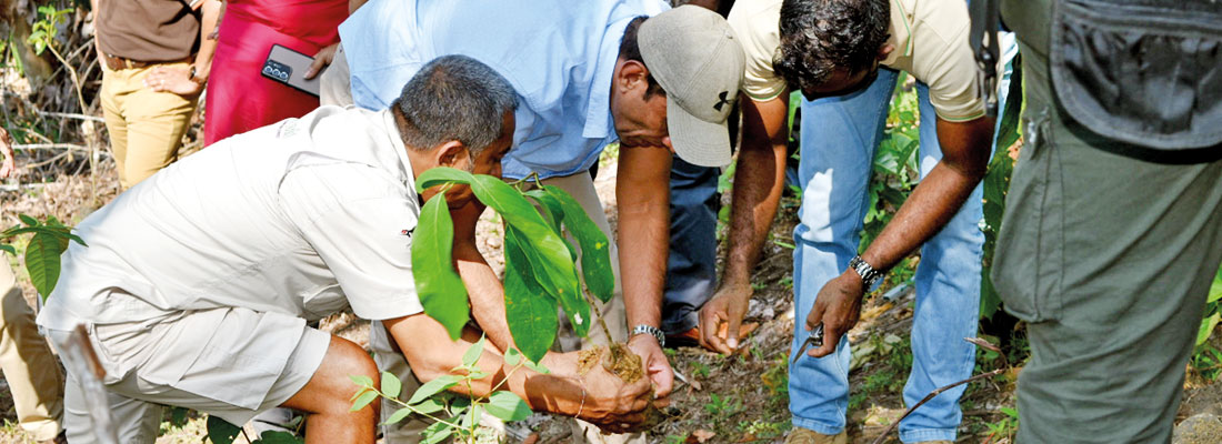 Suduwelipotha: Ruk Rakaganno on a reforesting mission in Sinharaja