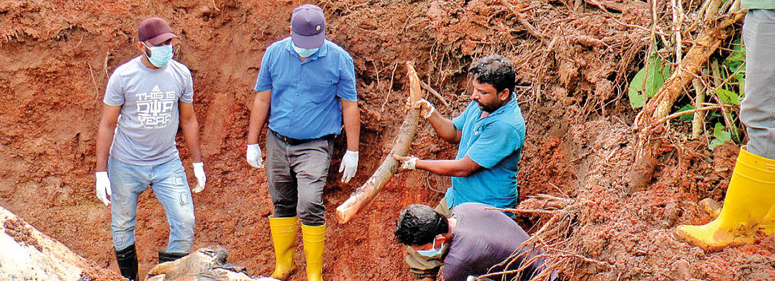 Rs. 1.25m fine for killing and burying of tusker in Karuwalagaswewa