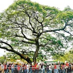 Colombo: Spreading far: Anti-government protestors file past a well rooted tree   Pic by Akila Jayawardena