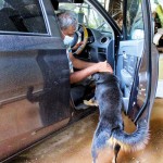 Gampaha: Take me: A pet lingers before a farewell Pic by Jayantha Wickramaarchchi