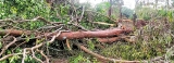 Forest land cleared for papaya plantation, temple claims ownership