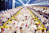 New Anthoney’s Farms reaffirms poultry supply amidst economic challenges