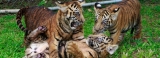 Zoo seeks sponsors and foster homes for animals Zoo seeks sponsors and foster homes for animals