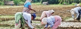 Local onion farmers to the rescue