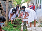 Schools take up cultivation