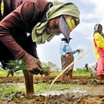 Onion farmers have resumed cultivation