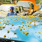 Town Hall - Gathering moss: Vehicles in a fuel queue for days are covered in fallen flowers