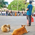 Colombo - Protests continue: Man and animal watch an ongoing protest  Pic by Nilan Maligaspe