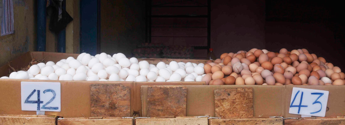 Poultry farms struggling without feed, industry says