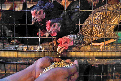 Poultry farms struggling without feed, industry says | Print Edition - The  Sunday Times, Sri Lanka