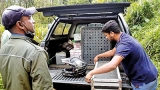 Leopard who landed in house through the roof rescued in 16-hour op