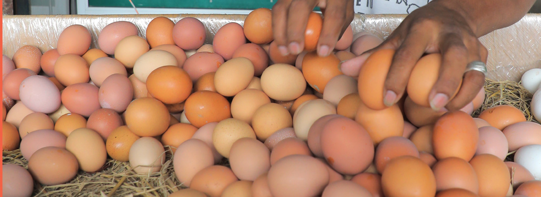 Chicken and egg: A question of survival for poultry farmers