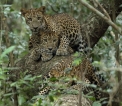 Expert views on leopard conservation