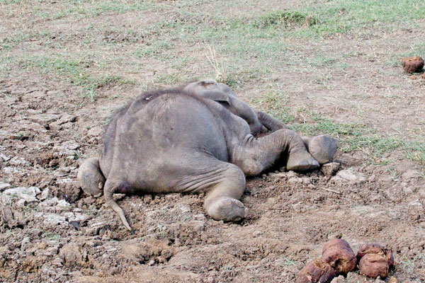 Pic-1----dead-calf