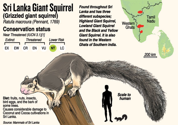 Wild creatures that wreck crops scrutinised | Print Edition - The Sunday  Times, Sri Lanka
