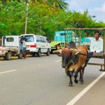 Puttalam Moving past: A man rides a makeshit bullock cart past vehicles in a fuel queue Pic by Jayarathna Wickramaarachchi