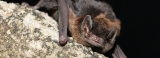 Researchers confirm new species of bat