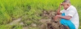 Elephants destroy paddy land