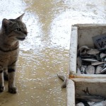 Peliyagoda- Meow, please: As fish becomes a luxury, domestic cats go hungry