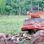 Karuwalagasweva: Dog days: A pensive canine lounges on a rock