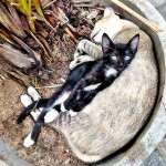 Koswatte: Purr time: A kitten cuddles with his mother