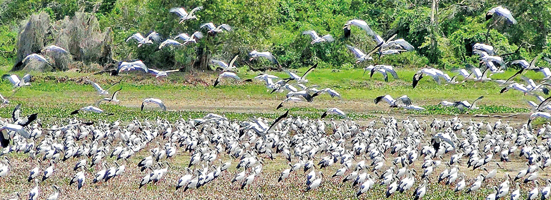 Asian openbill storks flock to Thabbowa tank