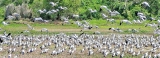 Asian openbill storks flock to Thabbowa tank