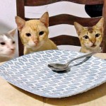 Madapatha: Certainly not a meal fit for 3 cats