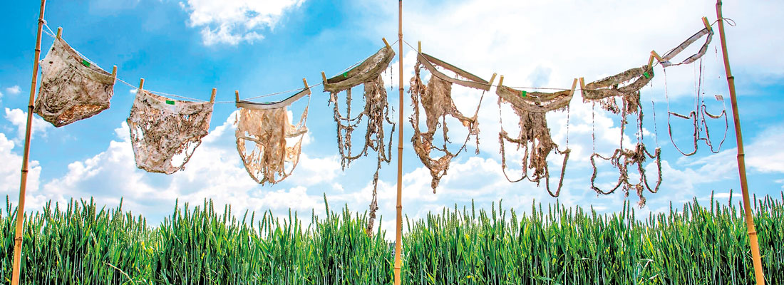 Buried underpants and tea bags help scientists evaluate soil