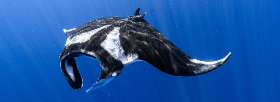 Sri Lankan fishermen world’s biggest manta killers feeding Chinese demand