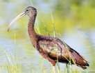 Saving Mannar’s haven for migratory birds