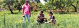 Cash crop pays first dividend