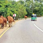 Wanathavilluwa Horses and bulls: Alternative means of transport back in time.