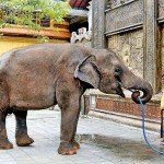 Gangaramaya Self-service: An elephant helps himself to some water