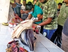 Lagoon net kills two dolphins