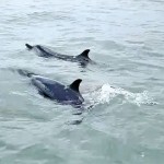 Swimming to safety: The 2 dolphins found alive were released
