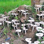 Mahakubukkadawala   Mushrooming growth: The damp weather proves conducive for these beauties.