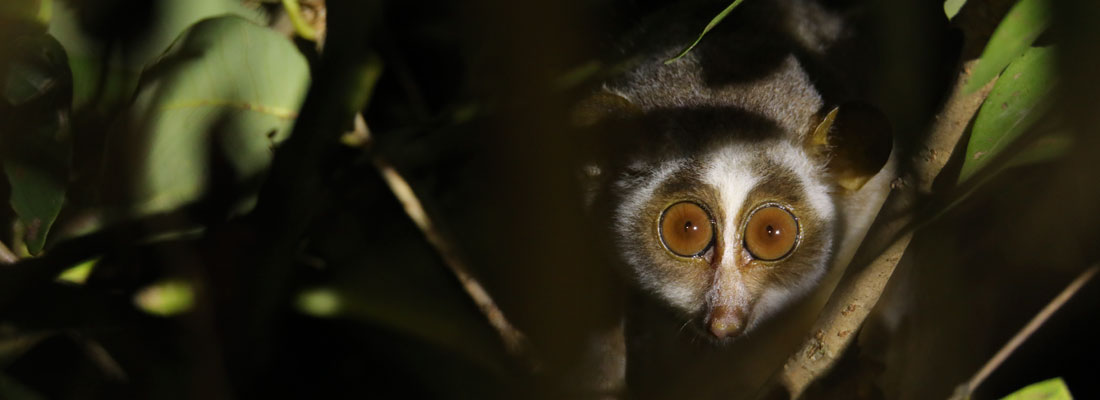 Loris Conservation Project at Vil Uyana turns 12