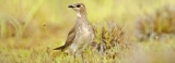 First time bird sightings in Kerawalapitiya as migratory season kicks off