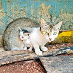 Anuradhapura- Kitty cuddles: A kitten seeks safety with its mom.  By Anuradha Priyadarshana Wijesooriya                       (Samsung Galaxy M01s)