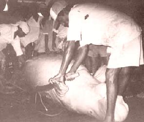 Killing of a Dugong