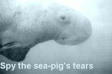 Spy the sea-pig's tears