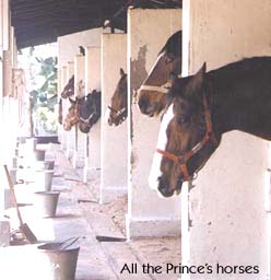 All the Prince's horses
