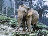 Trapped in the tea: The elephant two days after capture